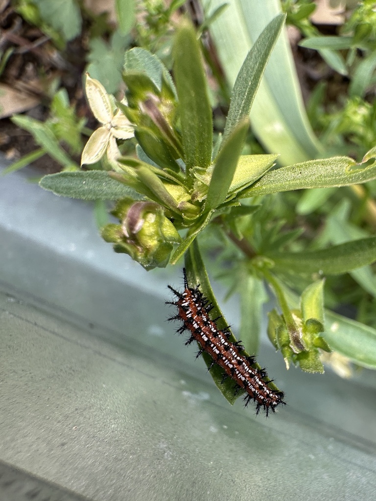 An orange striped caterpillar with black spines and white spots by each spine, sitting on the long green leaf of an annual wild violet that is going to seed.
